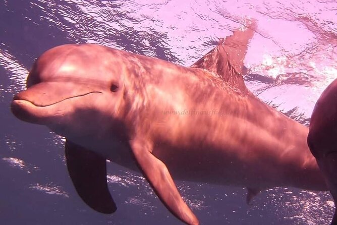 Dolphin trip with private speedboat and snorkeling - Guide language and the feel of the outing