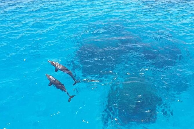 Dolphin trip with private speedboat and snorkeling - What the $104.57 price really covers