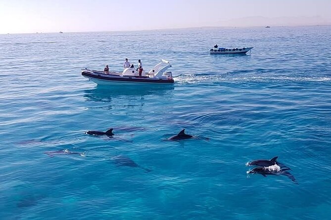 Dolphin trip with private speedboat and snorkeling - Who will enjoy this Hurghada trip