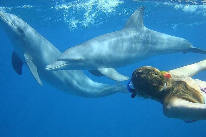Dolphin trip with private speedboat and snorkeling - The private speedboat ride