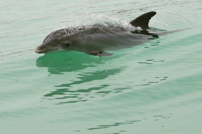 Dolphin-Watching Speedboat Cruise in Destin Harbor - What $58.85 buys you