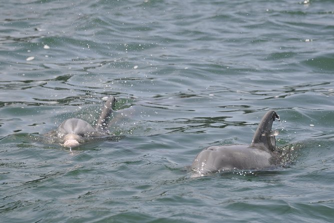 Dolphin-Watching Speedboat Cruise in Destin Harbor - Dolphins, photos, and the right expectations