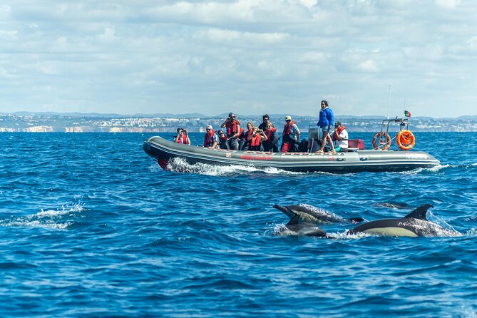 Dolphins & Caves on Rib Boat - Key points before you book