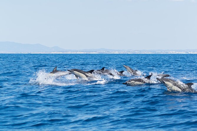 Dolphins & Caves on Rib Boat - A fast route from Albufeira to Benagil