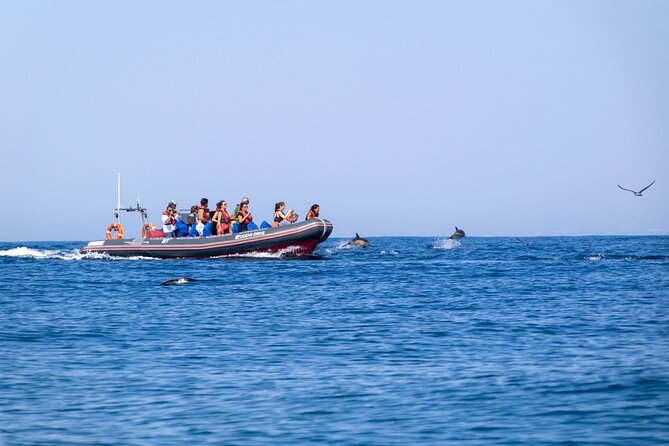 Dolphins & Caves on Rib Boat - A lively ride with a small group