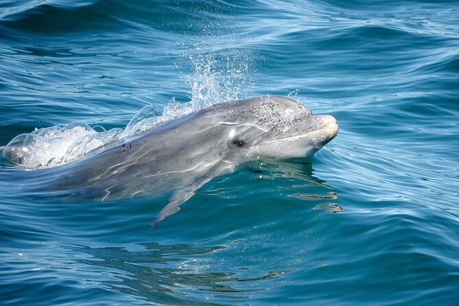 Dolphins & Caves on Rib Boat - Who will enjoy this trip most