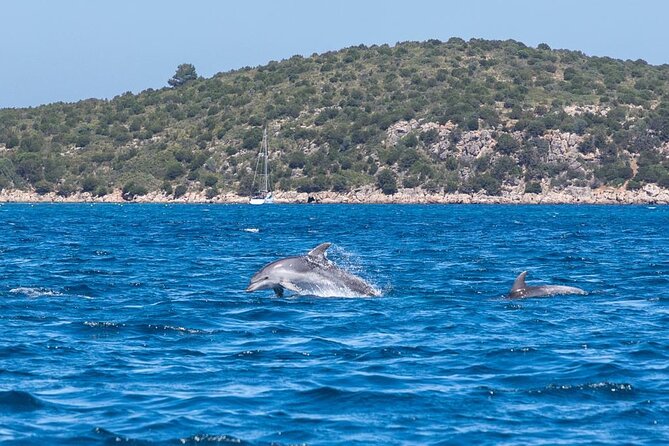 Dolphins Rib boat (up 6 people) Private - Capo Figari and the search for dolphins