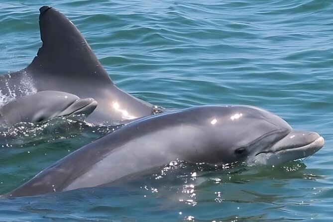 EARLY BIRD SPECIAL: Speed Boat & Dolphin Cruise in Ocean City, MD - Searching along Ocean City’s beach