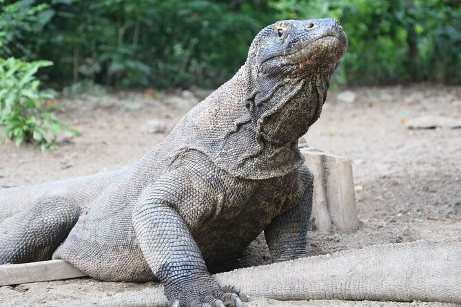 Early Bird Speedboat Group Tour : Explore Komodo Ahead of Crowds - Siaba Island finishes the snorkeling with turtles