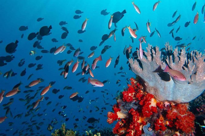 Exclusive Early Bird Komodo Tour: Beat the Crowds by Speed Boat - What the crew adds to the experience
