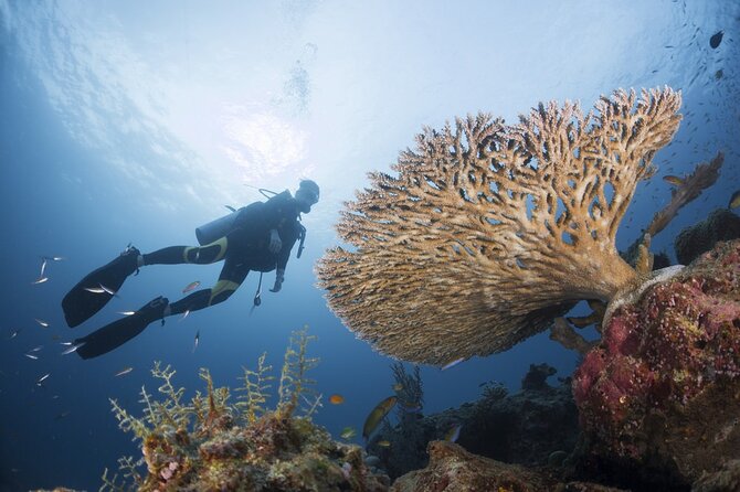 Exclusive Similan Island by Speed Boat - Food, drinks, and what you still need to bring