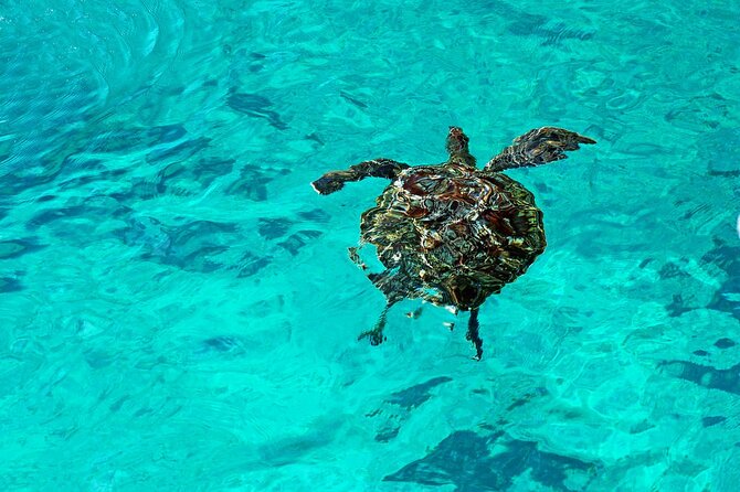 Exclusive Similan Island by Speed Boat - Return to Thap Lamu Pier and the hotel