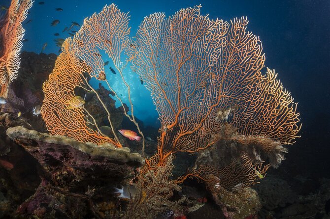 Exclusive Similan Island by Speed Boat - Who will enjoy this day most