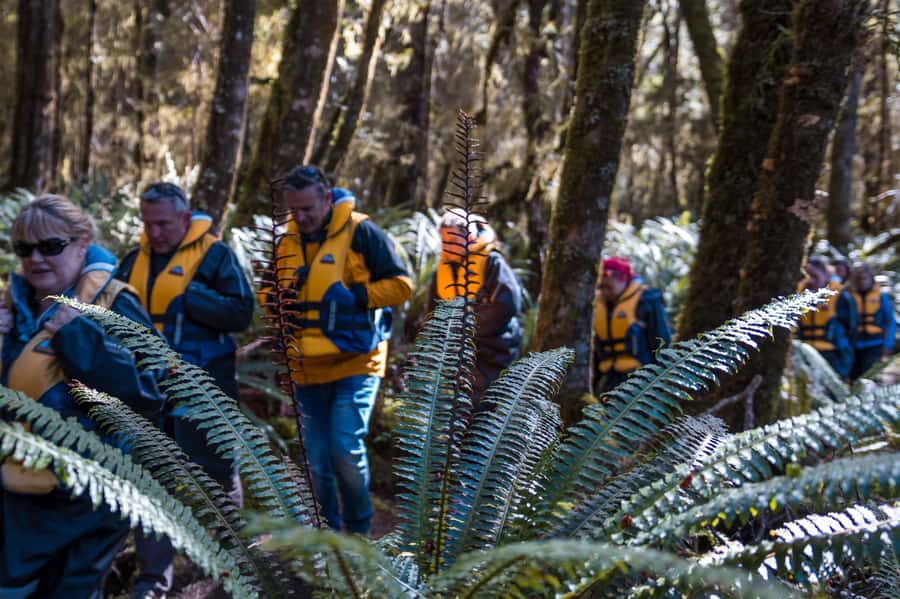 Fiordland: Jet Boat & Nature Walk Experience from Te Anau - Who should book this activity?