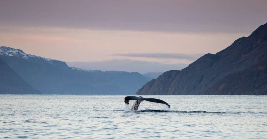 From Alta: Small Group Whale Watching by RIB - Why winter brings the whales to Alta