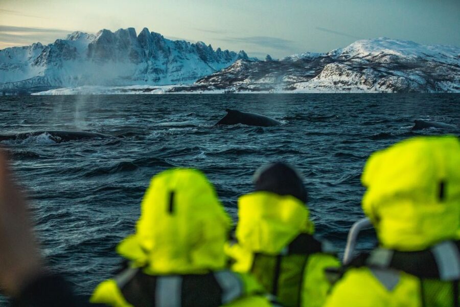 From Alta: Small Group Whale Watching by RIB - The drive to the best available harbor