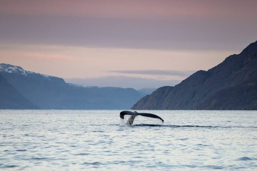 From Alta: Small Group Whale Watching by RIB - Riding the RIB into the fjords