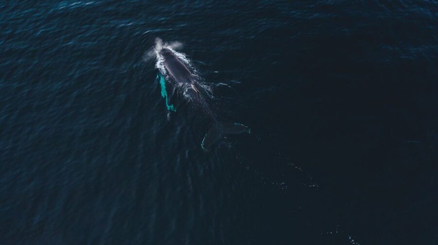From Alta: Small Group Whale Watching by RIB - How the price compares with the experience