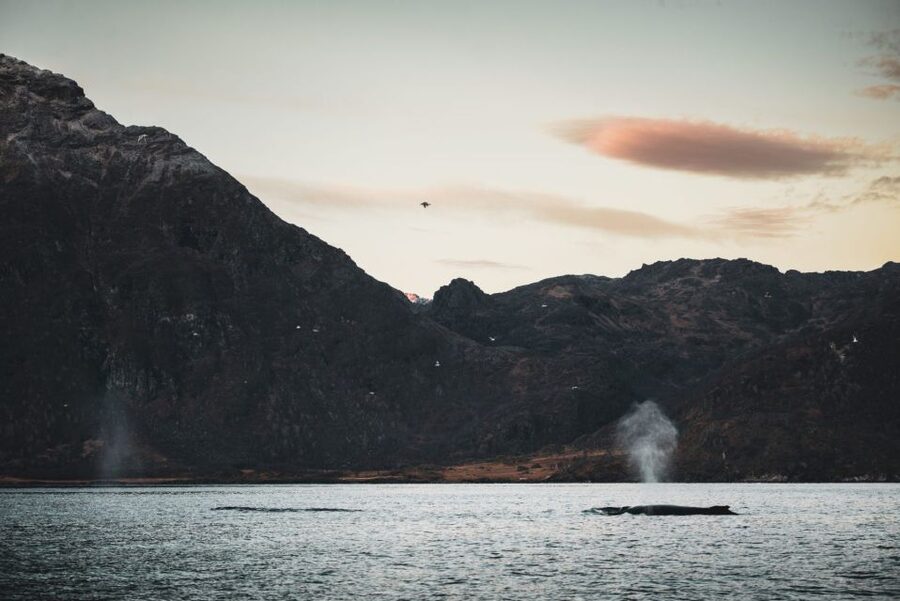From Alta: Small Group Whale Watching by RIB - Meeting at the Æventyr store in Alta