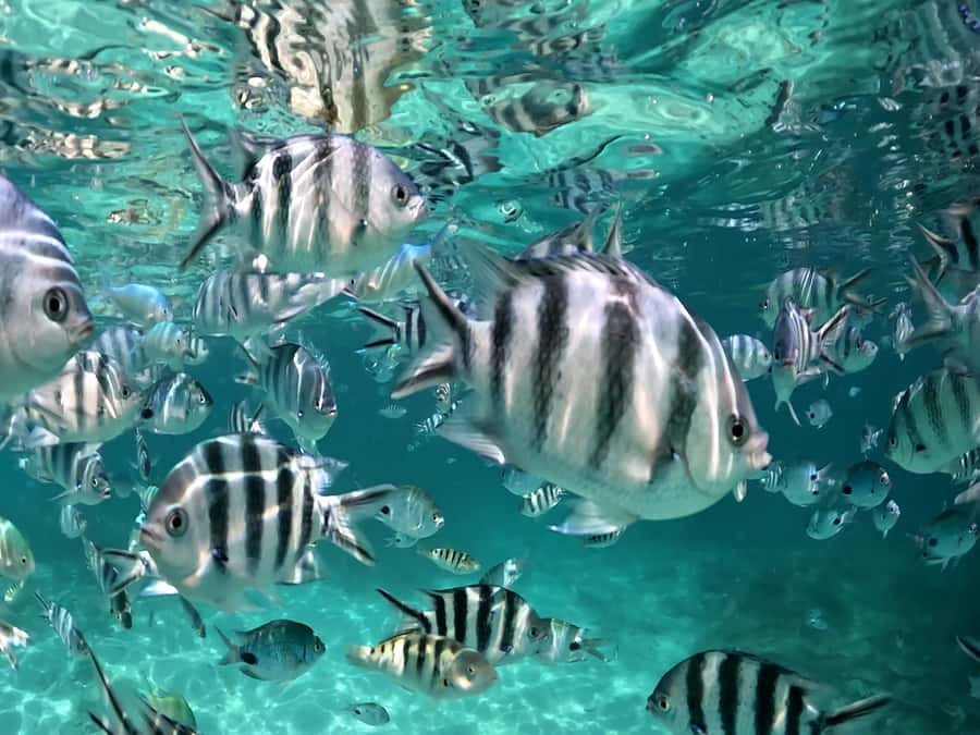 From Blue Bay: Ile aux Cerfs Speedboat Excursion with BBQ - Grand River South East and its monkeys
