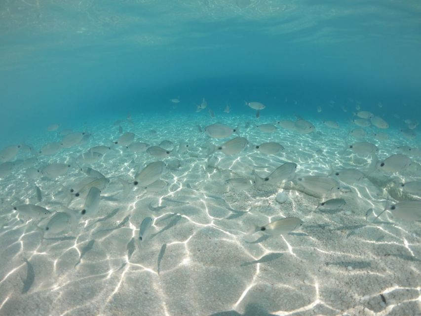 From Cala Gonone: Gulf of Orosei Speedboat Trip and Aperitif - Cala Luna, one of the Gulf’s classic beaches