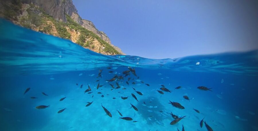 From Cala Gonone: Gulf of Orosei Speedboat Trip and Aperitif - Starting at Cala Gonone