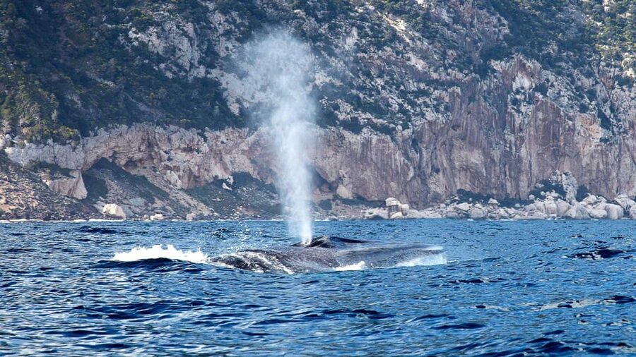 From Cala Gonone: naturalistic excursion on a RIB - Key points to know before you go