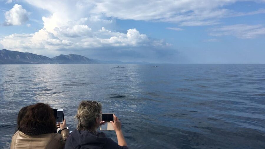 From Cala Gonone: naturalistic excursion on a RIB - Why the wildlife focus changes the experience
