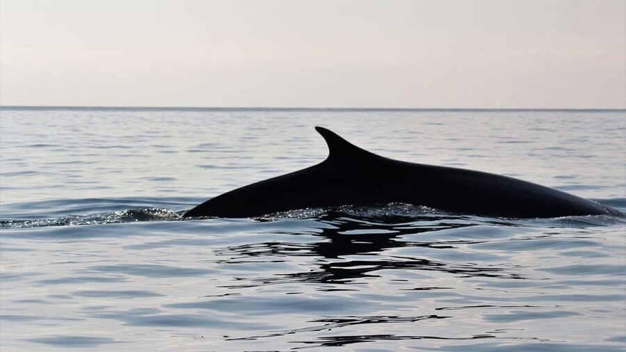 From Cala Gonone: naturalistic excursion on a RIB - Guide language, meeting details, and flexible booking