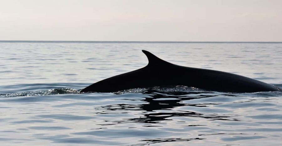 From Cala Gonone: naturalistic excursion on a RIB - Who should book this Cala Gonone wildlife trip
