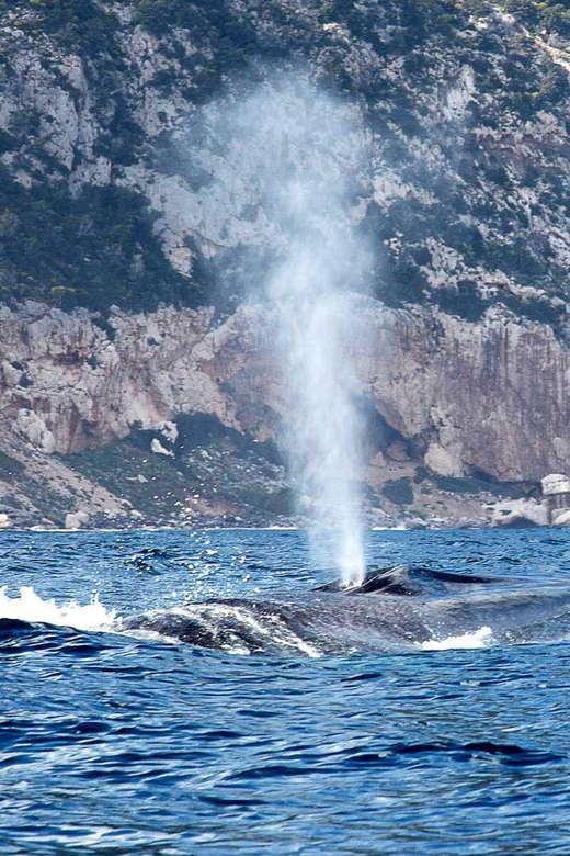 From Cala Gonone: naturalistic excursion on a RIB - Should you book the two-hour RIB excursion?