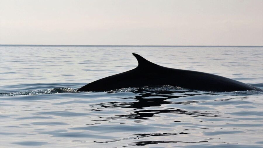 From Cala Gonone: naturalistic excursion on a RIB - Offshore first, with the Gulf opening around you