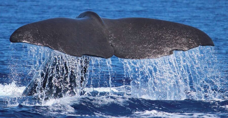 From Calheta: Whale and Dolphin Watching RIB Boat Tour - Key points at a glance