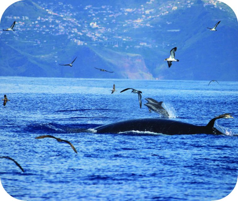 From Calheta: Whale and Dolphin Watching RIB Boat Tour - What to bring, and what to leave behind
