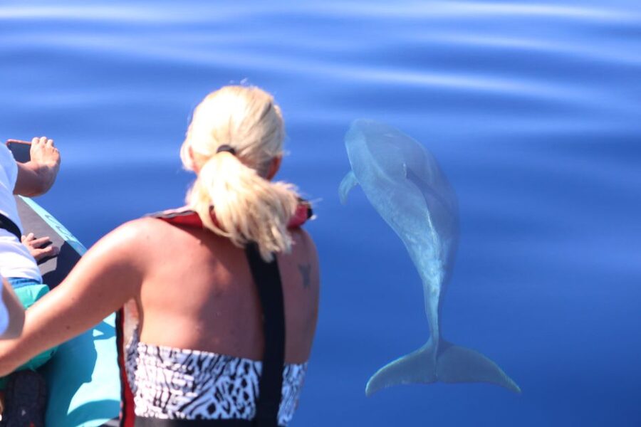 From Calheta: Whale and Dolphin Watching RIB Boat Tour - Why this Calheta boat trip is worth your morning