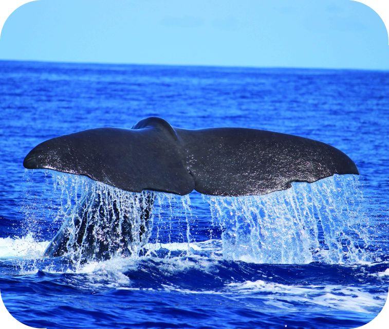 From Calheta: Whale and Dolphin Watching RIB Boat Tour - The RIB ride: fast, open, and exposed
