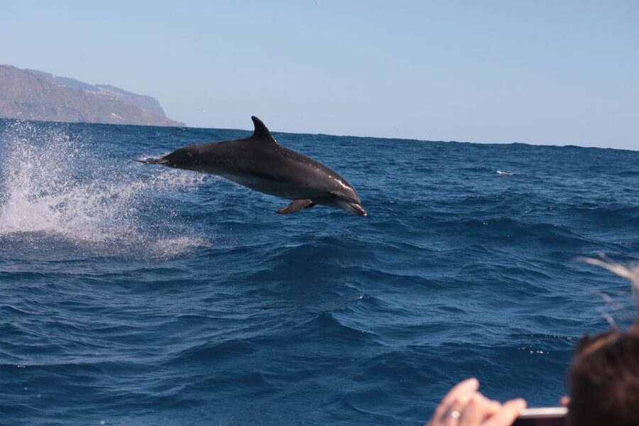 From Calheta: Whale and Dolphin Watching RIB Boat Tour - How the wildlife search works