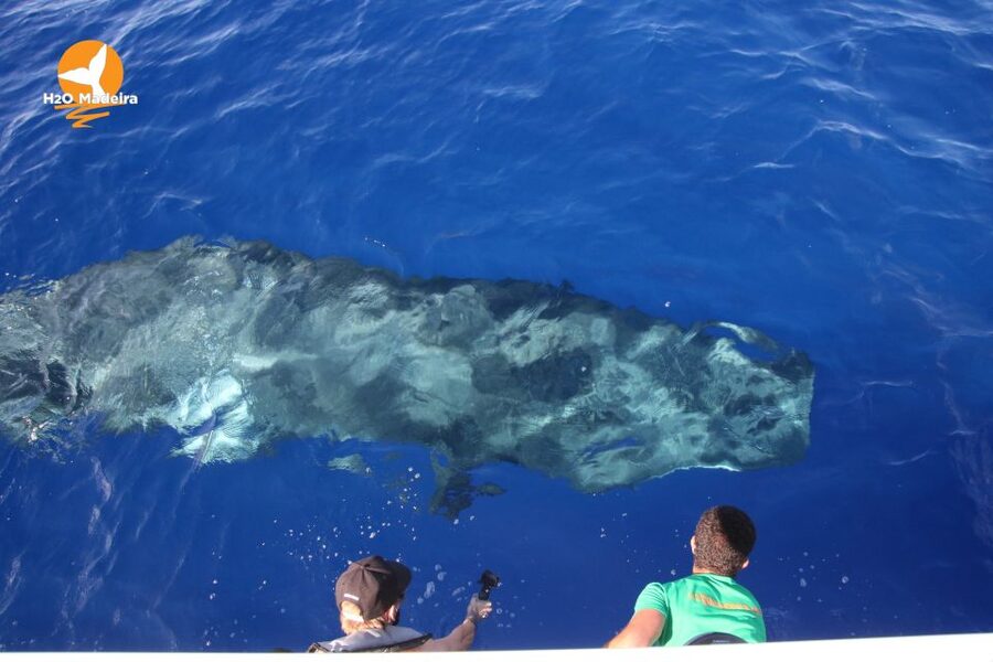 From Calheta: Whale and Dolphin Watching RIB Boat Tour - What you see from the sea