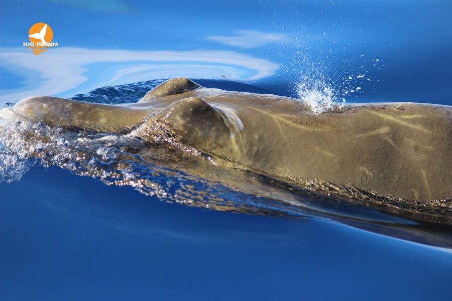 From Calheta: Whale and Dolphin Watching RIB Boat Tour - Price, timing, and overall value