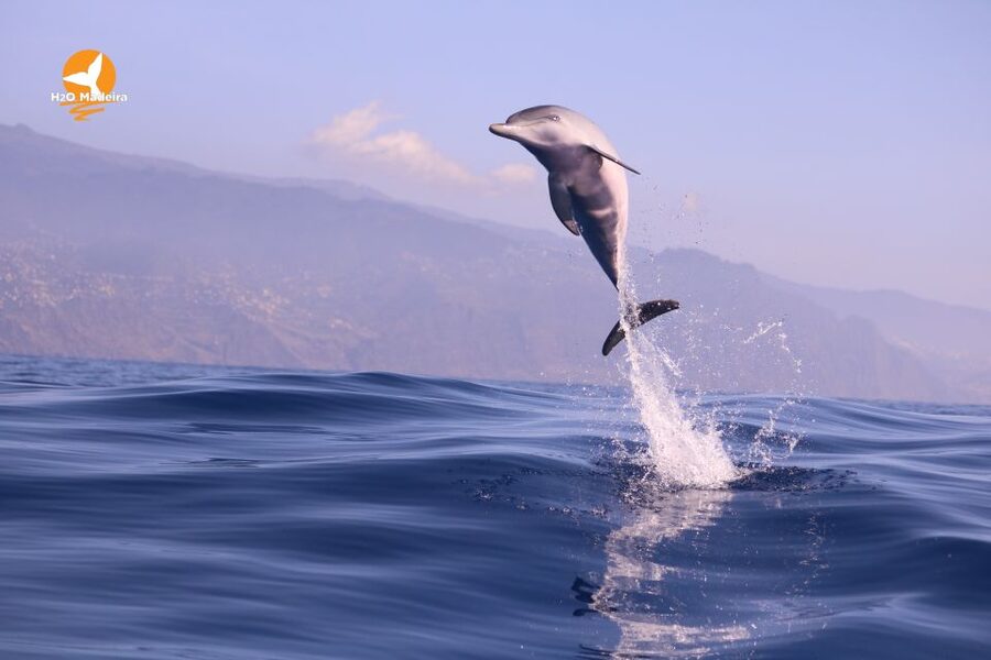 From Calheta: Whale and Dolphin Watching RIB Boat Tour - Who should book this experience