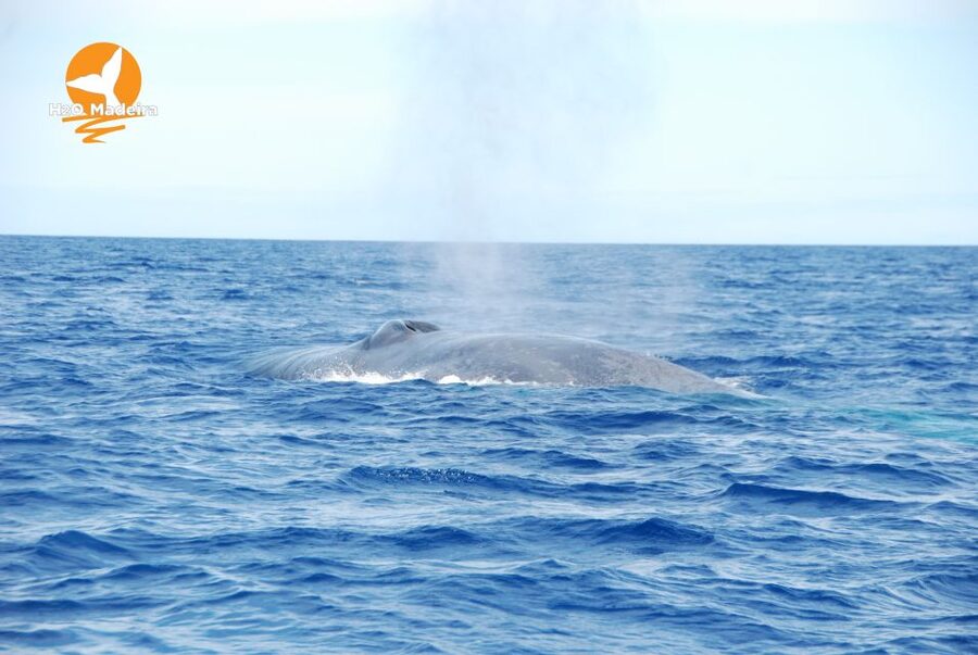 From Calheta: Whale and Dolphin Watching RIB Boat Tour - Starting at Calheta Marina