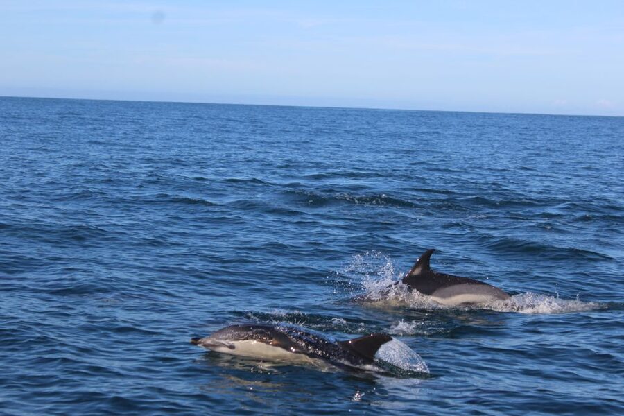 From Faro: Wildlife and Dolphin-Watching Speedboat Tour - Key points to know before you book