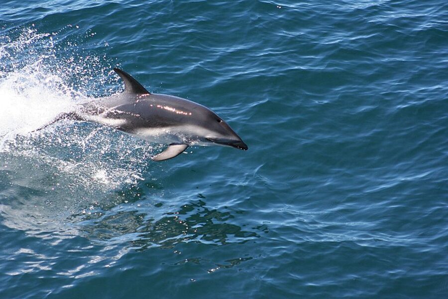 From Faro: Wildlife and Dolphin-Watching Speedboat Tour - Practical advice for a better morning