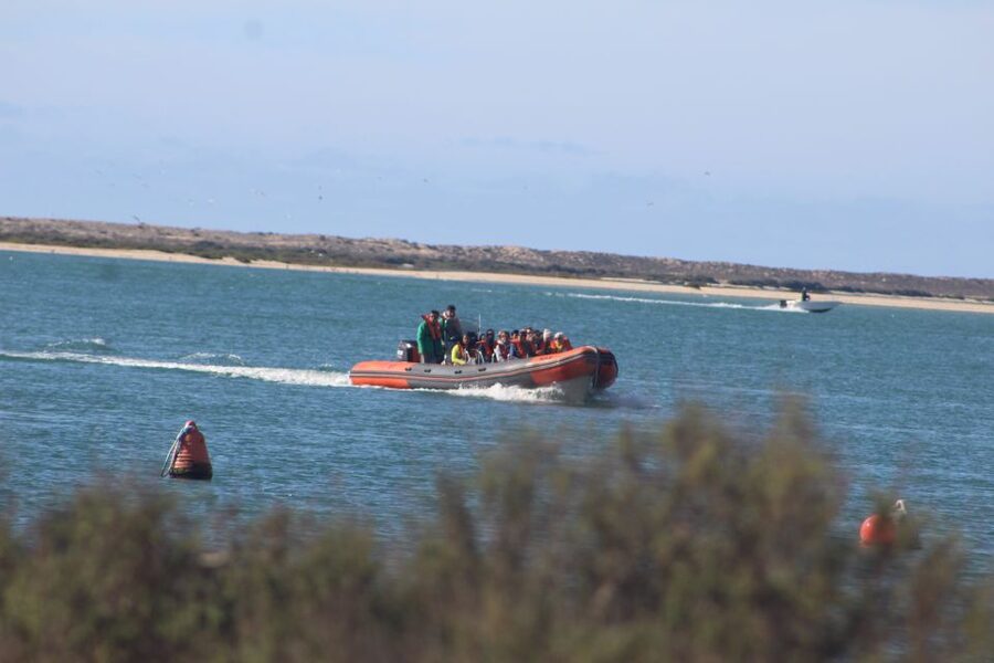From Faro: Wildlife and Dolphin-Watching Speedboat Tour - From Faro’s old harbor to the Ria Formosa