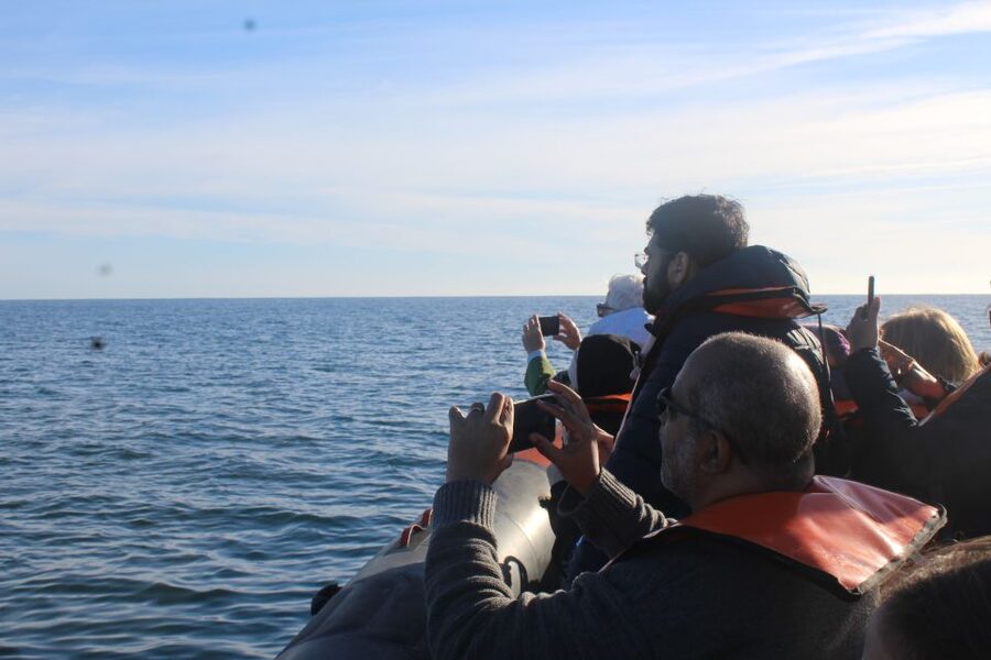 From Faro: Wildlife and Dolphin-Watching Speedboat Tour - Dolphin watching near Faro