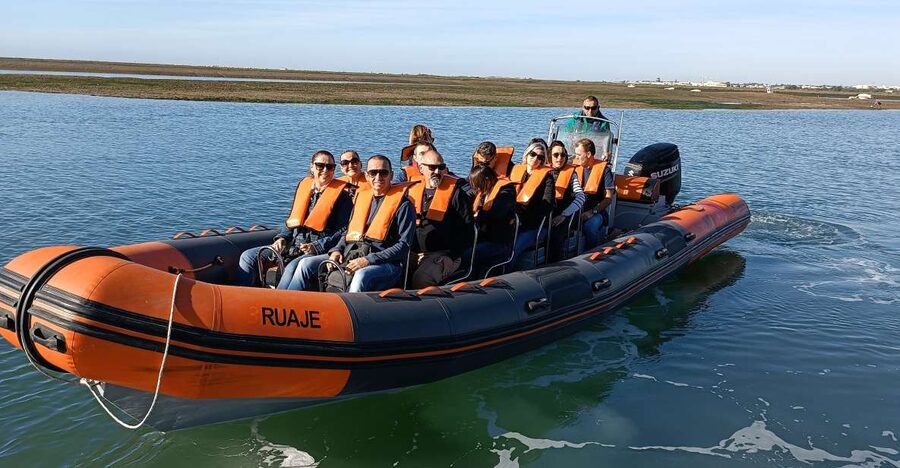 From Faro: Wildlife and Dolphin-Watching Speedboat Tour - What the boat ride feels like