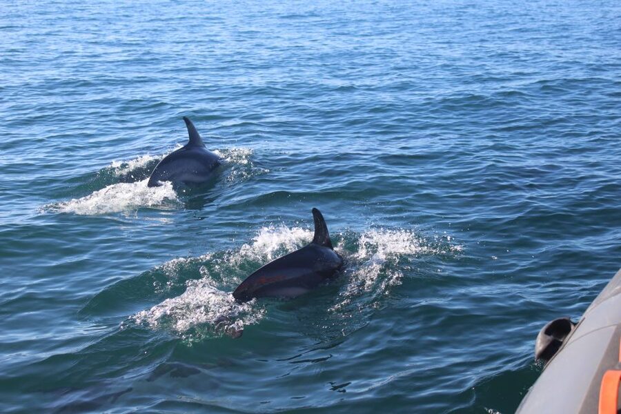 From Faro: Wildlife and Dolphin-Watching Speedboat Tour - The changing return through Ria Formosa