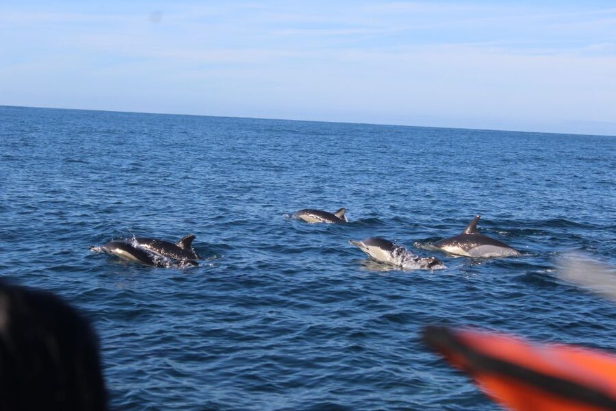 From Faro: Wildlife and Dolphin-Watching Speedboat Tour - Is $58 a fair price?