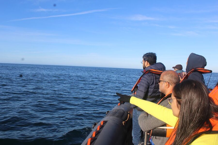 From Faro: Wildlife and Dolphin-Watching Speedboat Tour - Who will enjoy this Faro boat trip?