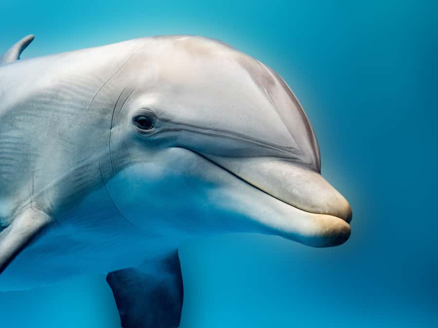 From Hurghada: Hula Hula Island Speedboat Tour with Dolphins - Key points at a glance